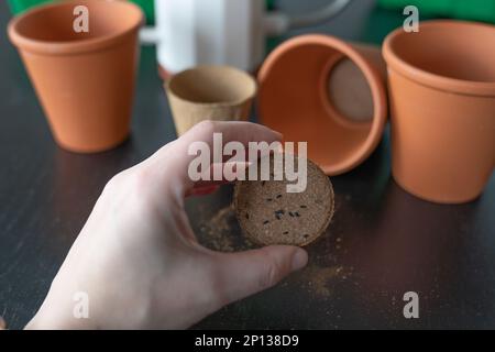 Hand auf den Hintergrund von Töpfen, Samen Pflanzen. Stockfoto