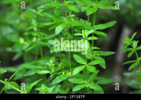 Die wilde Pflanze Cruciata glabra wächst im Frühling im Wald Stockfoto