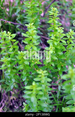 Die wilde Pflanze Cruciata glabra wächst im Frühling im Wald Stockfoto