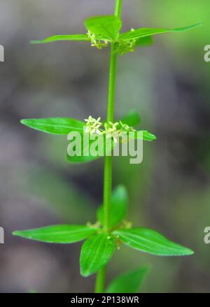 Die wilde Pflanze Cruciata glabra wächst im Frühling im Wald Stockfoto