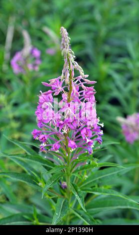 Epilobium angustifolium blüht im Sommer in der Wildnis Stockfoto