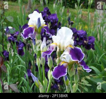 Im Frühling blühen Iris im Blumenbeet Stockfoto