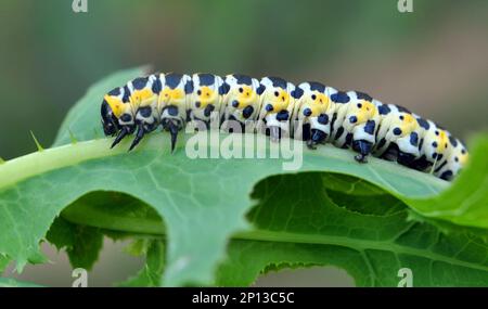 In der Wildnis auf der Pflanze Raupen Schmetterling Cucullia (Cucullia) pustulata Stockfoto