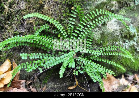 Asplenium trichomane Farn wächst auf einem Stein in der Wildnis des Waldes Stockfoto