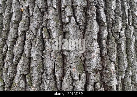 Bellen Sie auf dem Stamm einer lebenden Eiche Stockfoto