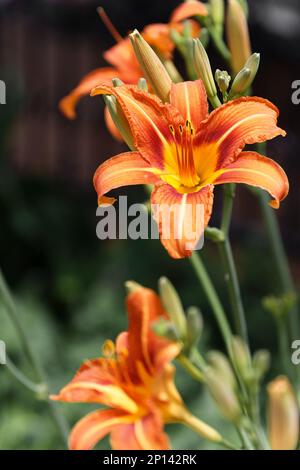 Hemerocallis fulva wunderschöne rosa Blume im Garten Stockfoto