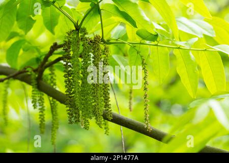 Der Zweig der Mandschurischen Nussbaumblüte Juglans mandshurica mit Katzenstaminblüten. Natürlicher grüner Frühlingshintergrund Stockfoto