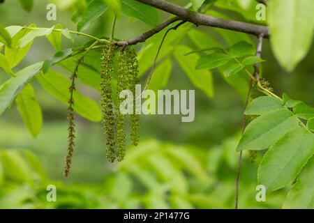 Der Zweig der Mandschurischen Nussbaumblüte Juglans mandshurica mit Katzenstaminblüten. Stockfoto