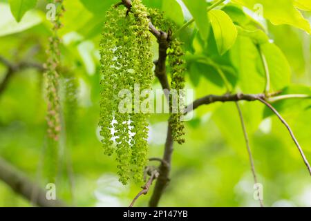 Der Zweig der Mandschurischen Nussbaumblüte Juglans mandshurica mit Katzenstaminblüten. Natürlicher grüner Frühlingshintergrund Stockfoto