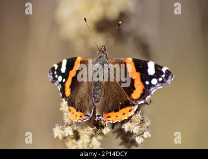 Vanessa atalanta, die rote Admiral im Frühling Stockfoto