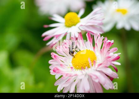 Natürlicher Hintergrund mit blühenden Gänseblümchen bellis perennis. Weichzeichnerfokus Stockfoto