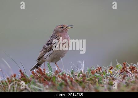 Rotkehlpieper, Rotkehl-Pieper, Anthus cervinus, Rotkehlpieper, Le Pipit à Gorge rousse Stockfoto