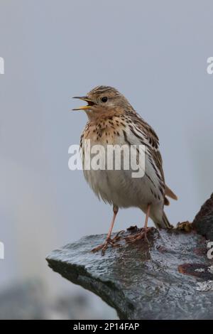 Rotkehlpieper, Rotkehl-Pieper, Anthus cervinus, Rotkehlpieper, Le Pipit à Gorge rousse Stockfoto