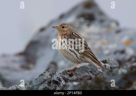 Rotkehlpieper, Rotkehl-Pieper, Anthus cervinus, Rotkehlpieper, Le Pipit à Gorge rousse Stockfoto