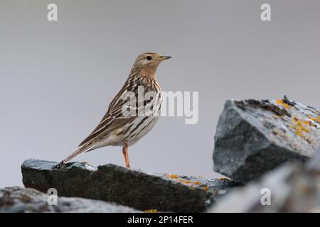 Rotkehlpieper, Rotkehl-Pieper, Anthus cervinus, Rotkehlpieper, Le Pipit à Gorge rousse Stockfoto