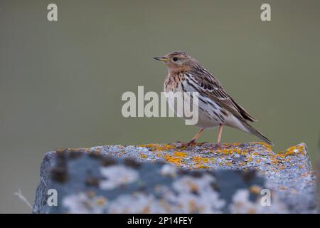 Rotkehlpieper, Rotkehl-Pieper, Anthus cervinus, Rotkehlpieper, Le Pipit à Gorge rousse Stockfoto