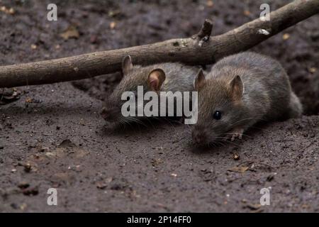 Rattus norvegicus, braunes, grobes braunes, graues Fell, kleine, fein haarige Ohren, dicker, kalkiger Schwanz, lange Whisker, vier vordere Zehen, fünf hintere Zehen Stockfoto