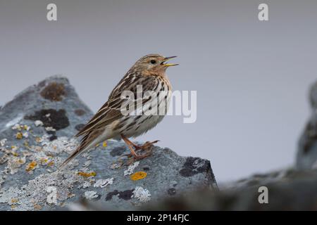 Rotkehlpieper, Rotkehl-Pieper, Anthus cervinus, Rotkehlpieper, Le Pipit à Gorge rousse Stockfoto