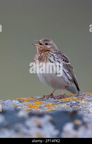 Rotkehlpieper, Rotkehl-Pieper, Anthus cervinus, Rotkehlpieper, Le Pipit à Gorge rousse Stockfoto