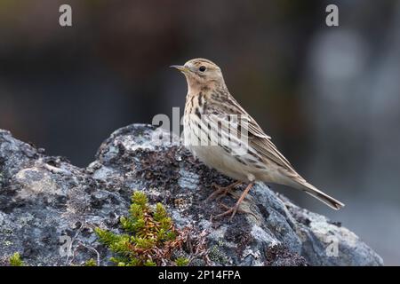 Rotkehlpieper, Rotkehl-Pieper, Anthus cervinus, Rotkehlpieper, Le Pipit à Gorge rousse Stockfoto