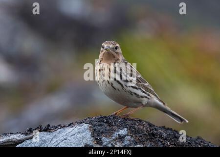 Rotkehlpieper, Rotkehl-Pieper, Anthus cervinus, Rotkehlpieper, Le Pipit à Gorge rousse Stockfoto