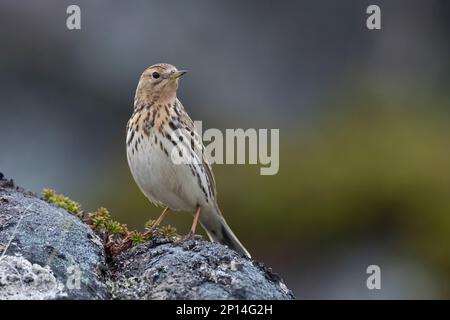 Rotkehlpieper, Rotkehl-Pieper, Anthus cervinus, Rotkehlpieper, Le Pipit à Gorge rousse Stockfoto