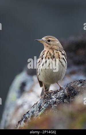 Rotkehlpieper, Rotkehl-Pieper, Anthus cervinus, Rotkehlpieper, Le Pipit à Gorge rousse Stockfoto