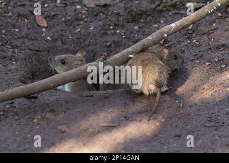 Rattus norvegicus, braunes, grobes braunes, graues Fell, kleine, fein haarige Ohren, dicker, kalkiger Schwanz, lange Whisker, vier vordere Zehen, fünf hintere Zehen Stockfoto