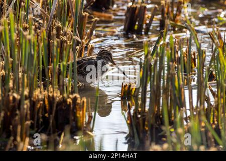 Snipe Gallinago x2, in geschliffenem Schilf langer Schirm, schäbig, kurzer Körper, Augen hoch auf dem Kopf, poliertes, braunes, streifiges Gefieder mit schwarz-weißen Markierungen Stockfoto