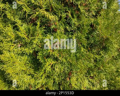 Nördliche weiße Zeder. Thuja occidentalis Stockfoto