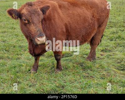 Rote Angus Kuh auf der Weide Stockfoto