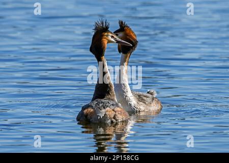 Riesenkammmuschel (Podiceps cristatus) Paar in Zucht Gefieder, das während des Paarungsrituals im See/Teich im Frühjahr durch Kopfschütteln gezeigt wird Stockfoto