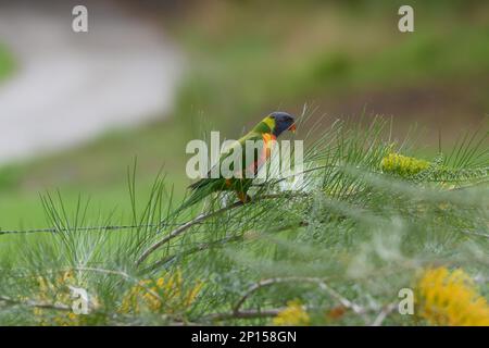 Regenbogen Lorikeet füttert sich von gelben Blumen von Honey Juwel oder Grevillea, Sandra Gordon Stockfoto