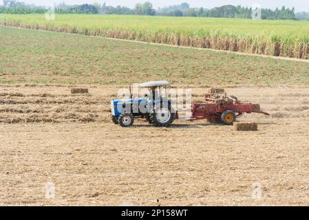 Zuckerrohrblatt komprimieren von Traktor in altem Zuckerrohrfeld Stockfoto