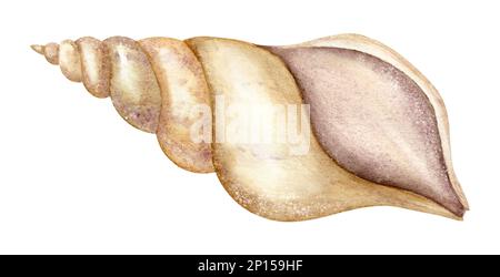 Aquarelle Spirale Seashell auf isoliertem Hintergrund. Handgezeichnete Darstellung von Sea Shell für Design im ozeanischen Stil. Zeichnung von Cockleshell als Clipart. Skizze der Unterwasserfauna in Pastellfarben. Stockfoto