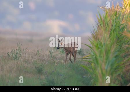 Ein junger Roebuck schaut im Sommer aus einem Maisfeld Stockfoto