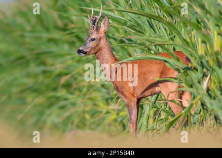 Ein junger Roebuck schaut im Sommer aus einem Maisfeld Stockfoto