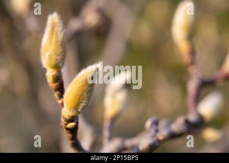 Eine geschlossene Magnolienkuppe, die aus einer flauschigen Außenhülle kommt. Die Sorte ist Magnolia sulanja, eine rosa Blume. Nahaufnahme, selektiver Fokus. Horizontal mit m Stockfoto