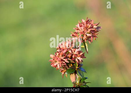 Kleine, zarte rosafarbene Blüten auf unscharf grünem Hintergrund, Frühlings- und Sommerblütenhintergrund, ein Ort für Text König Ixora blühend Ixora chinensis . Reiben Stockfoto