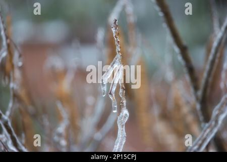 Gefrorenes Regenwasser auf den Ästen der Bäume mit braunen, frostbedeckten Hülsen. Eiszapfen hängen an Zweigen. Stockfoto