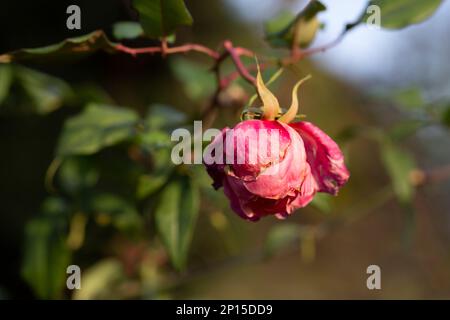 Die verblasste Rose im Garten. Verwelken. Nahaufnahme, selektiver Fokus Stockfoto