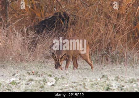 Ein junger Roebuck steht im Winter auf einem verschneiten Feld Stockfoto