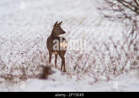 Ein junger Roebuck steht im Winter auf einem verschneiten Feld Stockfoto