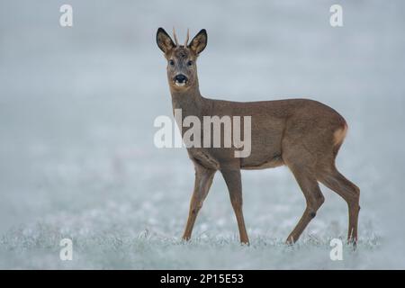 Ein junger Roebuck steht im Winter auf einem verschneiten Feld Stockfoto