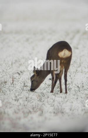 Ein junger Roebuck steht im Winter auf einem verschneiten Feld Stockfoto
