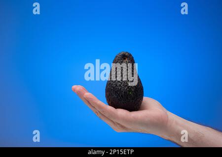 Reifer Avocado in der Hand eines männlichen Weißen. Nahaufnahme des Studios, isoliert auf blauem Hintergrund. Stockfoto