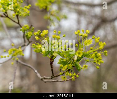 Blühender Ahornbaum-Ast. Wunderschöner Blumenhintergrund im Frühling. Geringe Schärfentiefe Stockfoto