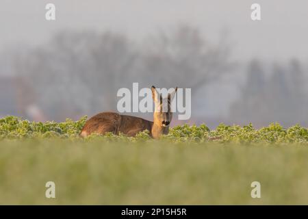 Ein erwachsenes Reh sitzt im Winter auf einem gefrorenen Feld Stockfoto