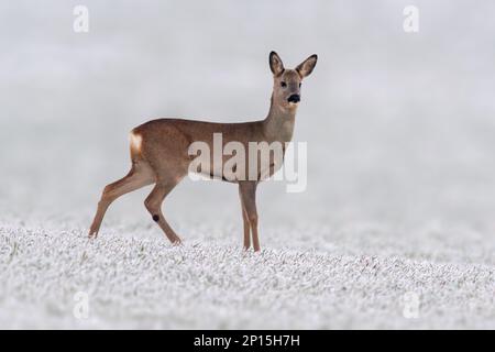 Ein junger Roebuck steht im Winter auf einem verschneiten Feld Stockfoto