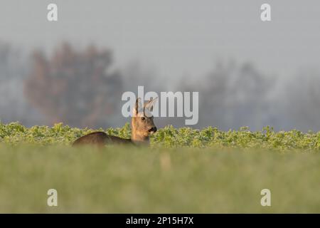 Ein erwachsenes Reh sitzt im Winter auf einem gefrorenen Feld Stockfoto